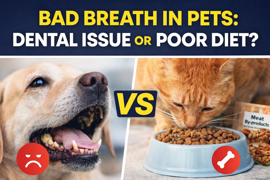 Split thumbnail showing a dog with visible dental issues on one side and a cat eating kibble on the other, with the headline “Bad Breath in Pets: Dental Issue or Poor Diet?” highlighting the comparison between oral health and nutrition.