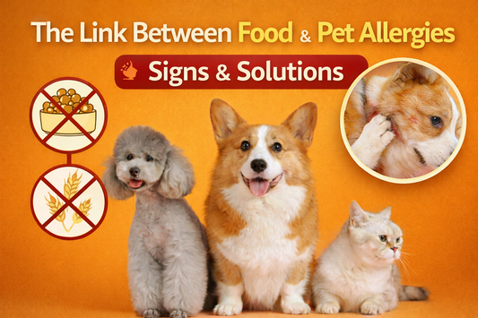 A Corgi dog, a gray poodle, and a white cat sitting together on a warm yellow background with the title “The Link Between Food & Pet Allergies – Signs & Solutions,” showing food allergy warning icons and a close-up of a dog scratching its ear