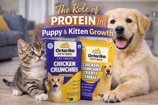 A puppy and a kitten sitting in a modern home with Octorika Chicken Crunchies treats for dogs and cats, highlighting the role of protein in puppy and kitten growth