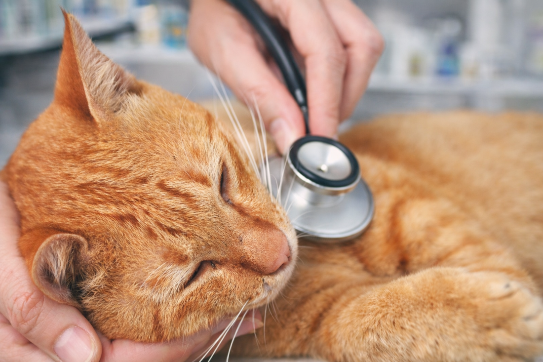 Close-up of an orange tabby cat lying on a soft surface while a veterinarian gently examines it with a stethoscope, highlighting pet health care and early illness detection