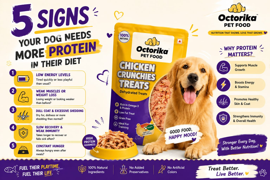 5 Signs Your Dog Needs More Protein in Their Diet