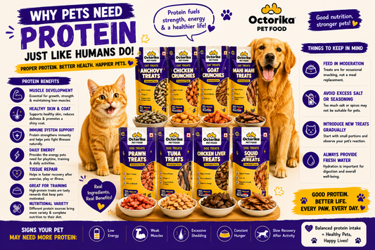 Why Pets Need Protein Just Like Humans Do