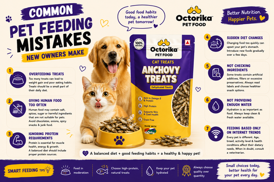 Common Pet Feeding Mistakes New Owners Make