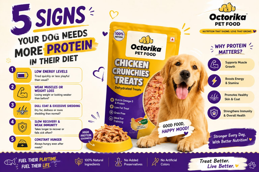 5 Signs Your Dog Needs More Protein in Their Diet